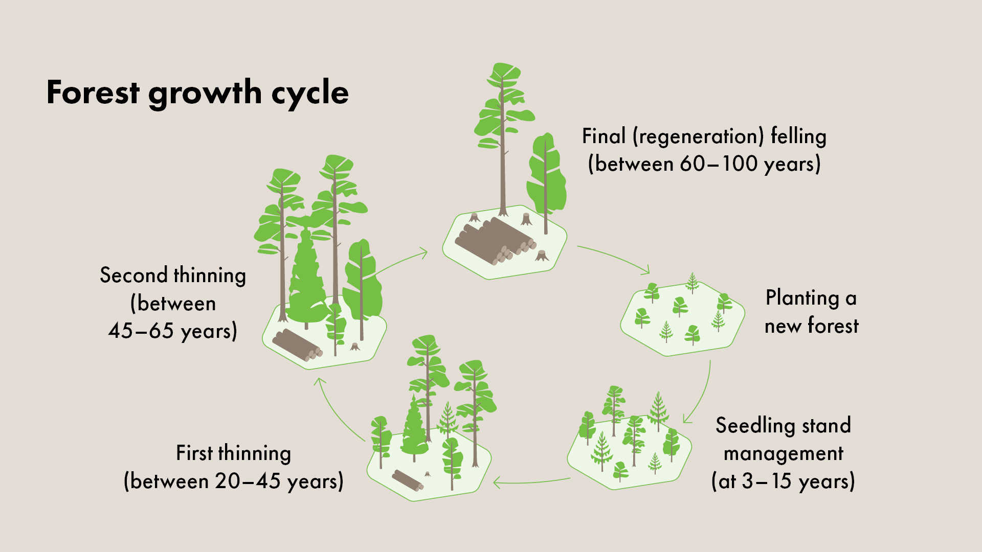 FOR-Forest-growth-cycle1920x1080.png