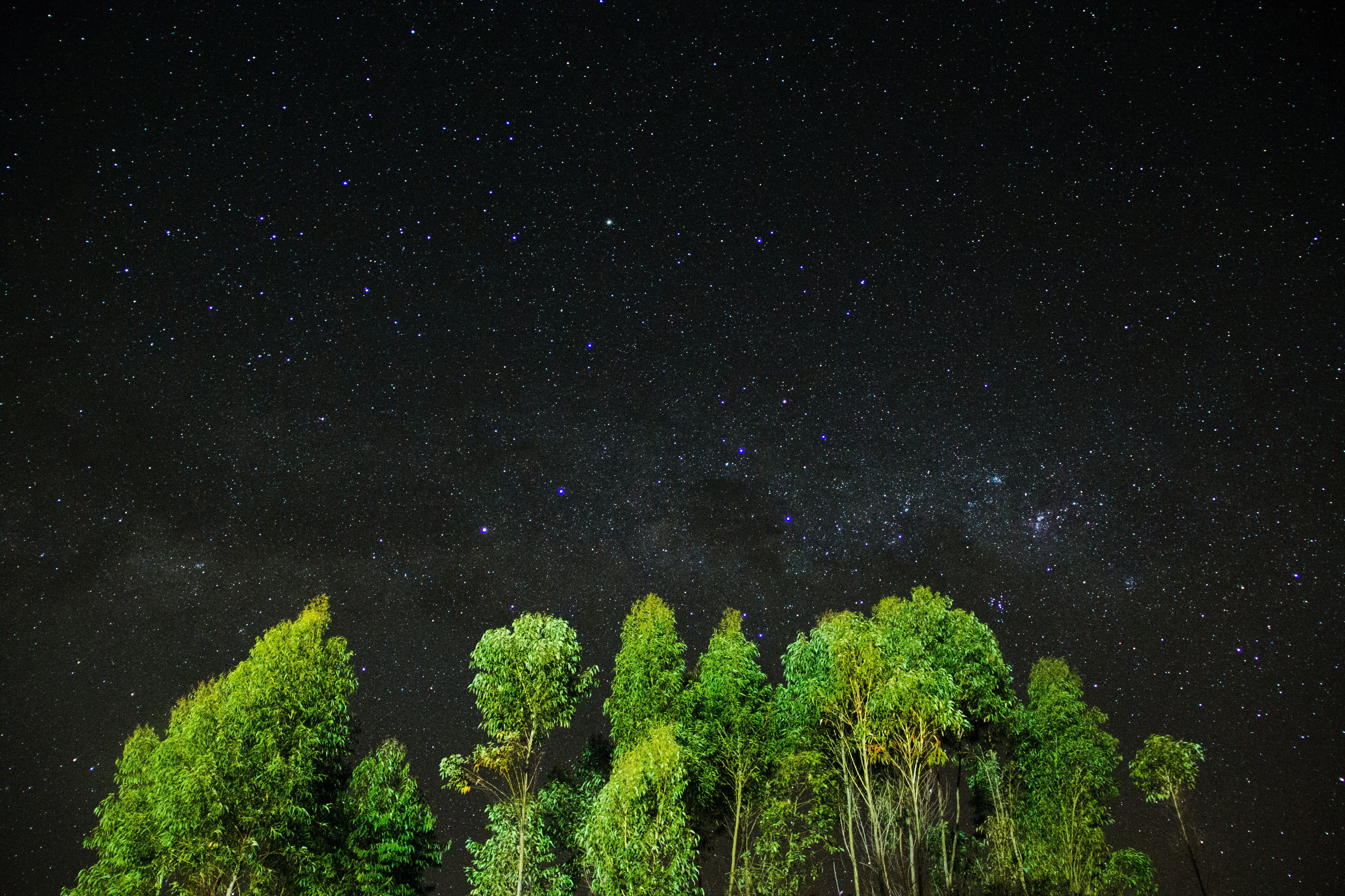 Trees at night_matheus-bertelli.-pexels.jpg